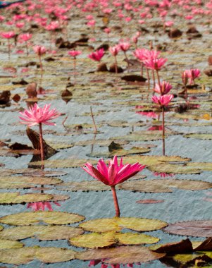 Udon thanee gölde pembe lotus