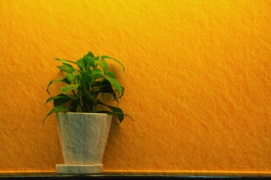 yeşil yaprak beyaz aranjman