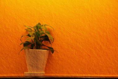 yeşil yaprak beyaz aranjman