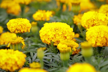 afrigan kadife çiçeği