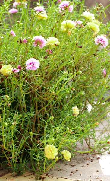 Portulaca blomma i trädgården — Stockfoto