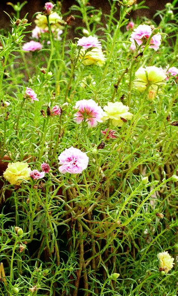 Portulaca flower in the garden — Stock Photo, Image