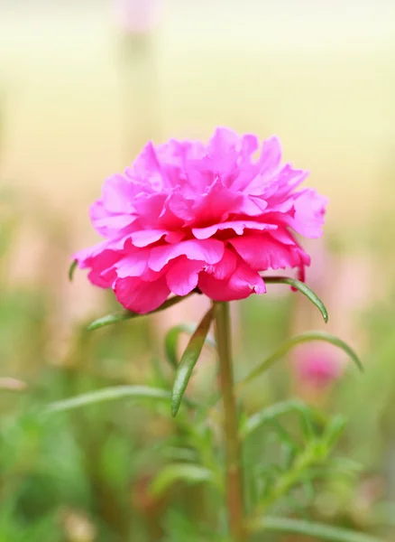 Portulaca květina v zahradě — Stock fotografie