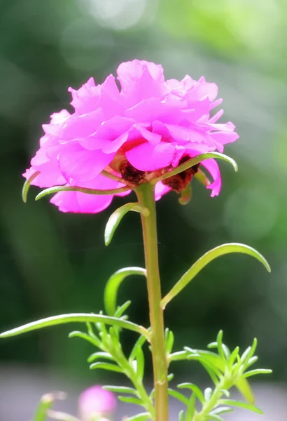 庭のポルトラカの花 — ストック写真