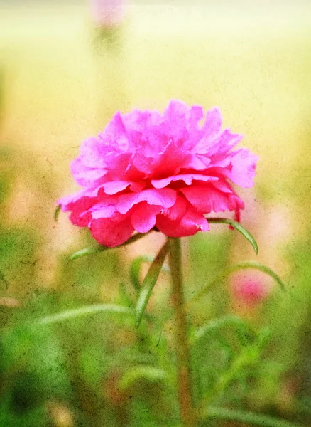 Portulaca blomma i trädgården — Stockfoto