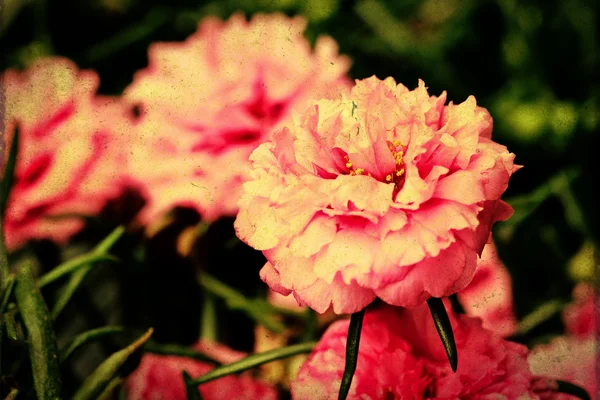 Nära håll portulaca blomma i trädgården — Stockfoto