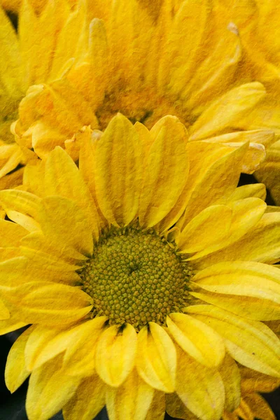 Flores de crisantemo en el jardín — Foto de Stock