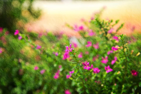 关闭了多彩假石南花植物. — 图库照片