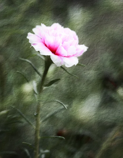 Portulaca kwiat w ogrodzie — Zdjęcie stockowe