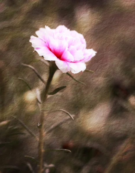 Portulaca květina v zahradě — Stock fotografie