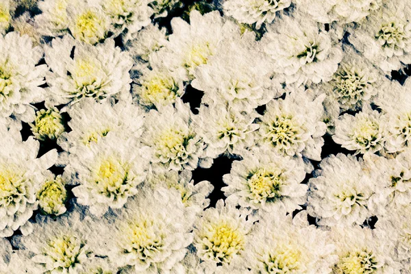 Vita krysantemum blommor i trädgården — Stockfoto