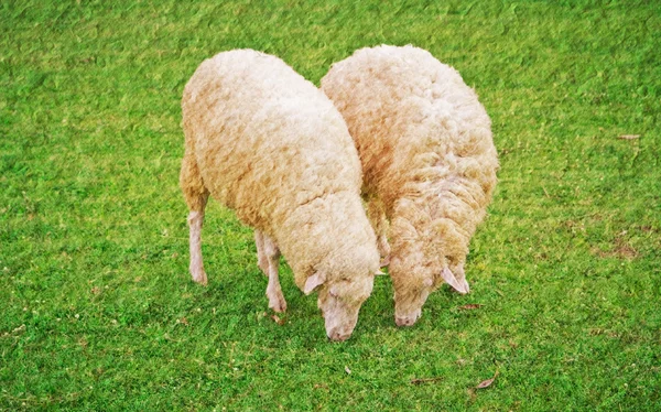 Ovejas en granja de campo verde —  Fotos de Stock