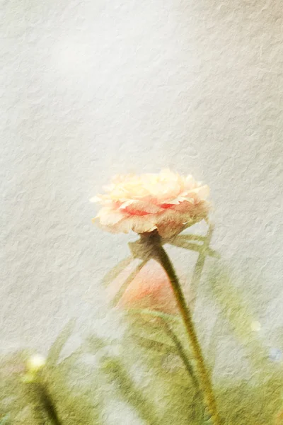 Portulaca fiore in giardino — Foto Stock
