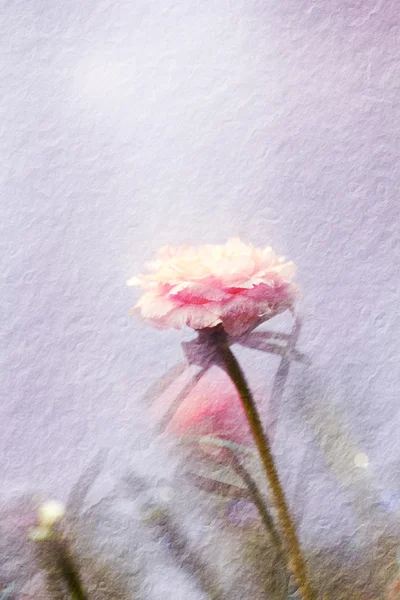 Λουλούδι Portulaca στον κήπο — Φωτογραφία Αρχείου