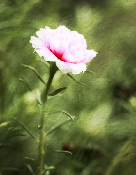 Portulaca flor en el jardín —  Fotos de Stock