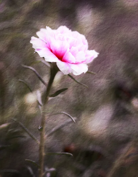 Квітка Портулаки в саду — стокове фото