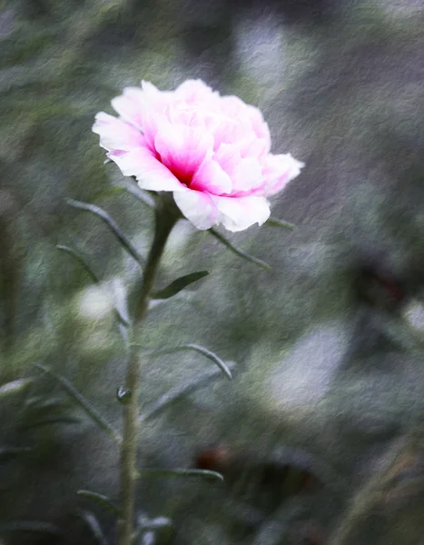 Λουλούδι Portulaca στον κήπο — Φωτογραφία Αρχείου