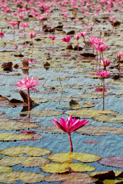 うどんキアタニカントリー湖でピンク ロータス — ストック写真