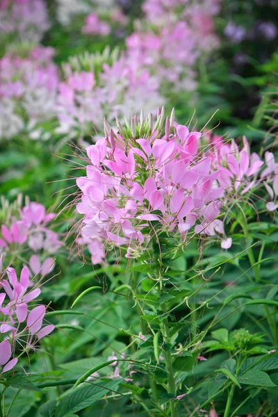 Rosa Cleome hassleriana en el jardín — Foto de Stock