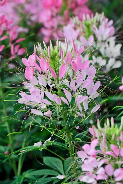 Pink Cleome hassleriana in garden — Stock Photo, Image