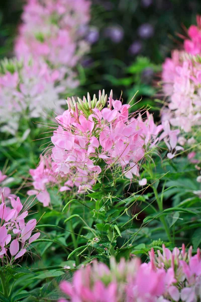 Pink Cleome hassleriana in garden — Stock Photo, Image