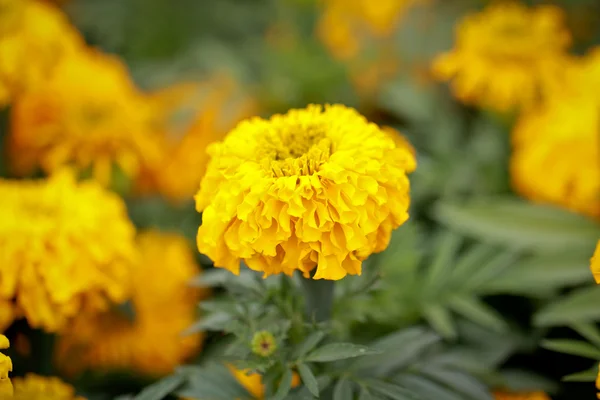 Afrigan marigold — Stock Photo, Image