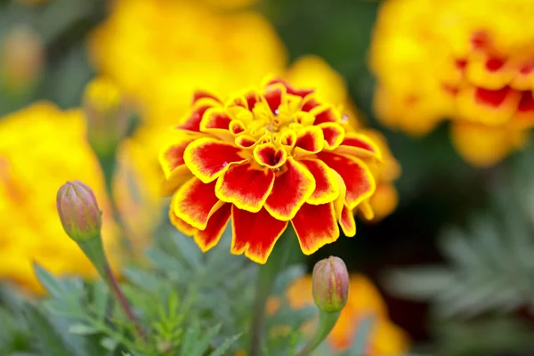 Vibrant marigold in garden — Stock Photo, Image