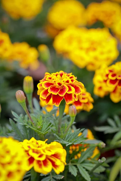 Vibrant marigold in garden — Stock Photo, Image