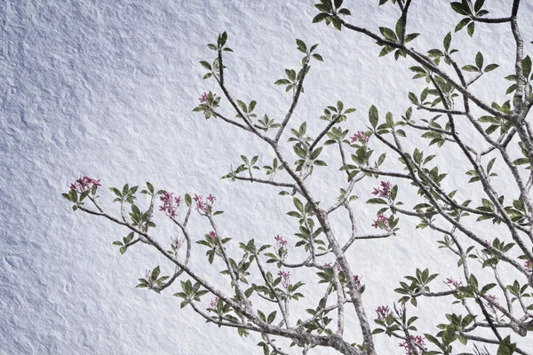 Filialer av tropiska blommor frangipani (plumeria)) Royaltyfria Stockfoton