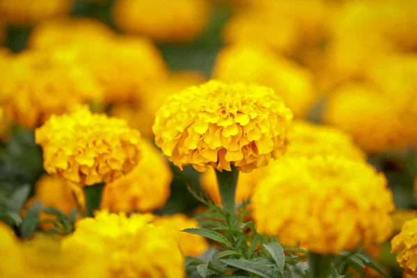 Afrigan kadife çiçeği Stok Fotoğraf