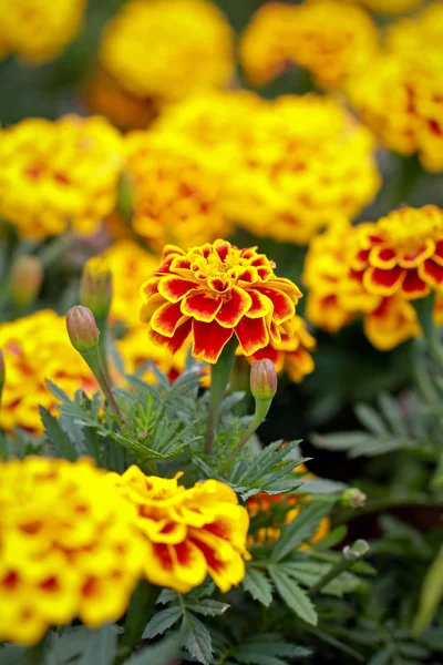 Vibrant marigold in garden Stock Photo