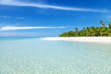 Fantastic turquoise beach with palm trees and white sand clipart