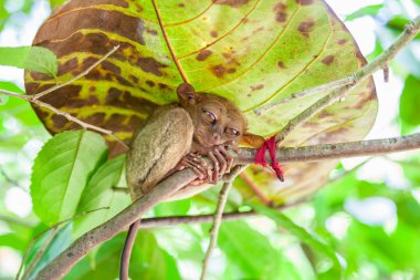 Filipinler Tarsier Bohol üzerinden