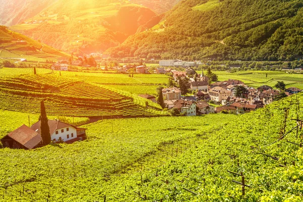 Hermosa vista del atardecer sobre un viñedo en Italia —  Fotos de Stock