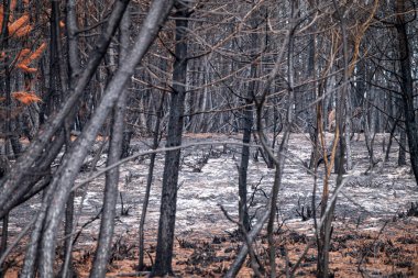 Yerdeki beyaz küllerle kavrulmuş bir ormanın göz hizasında.
