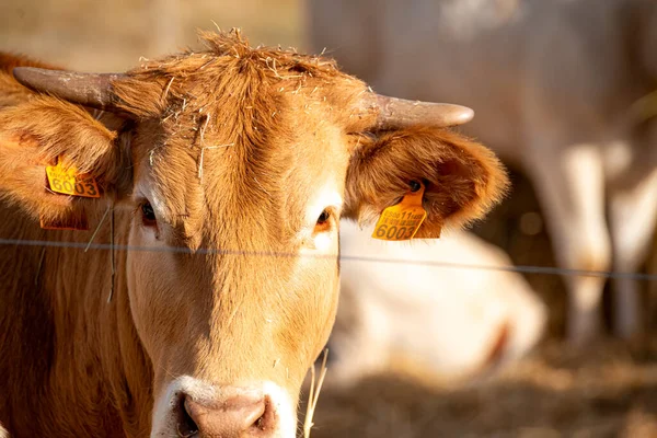 Bir Çitin Arasından Bakan Meraklı İnek Kırsal Bir Sahne Kavramı
