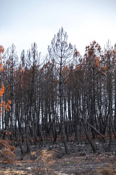 Yangınla yok olmuş bir manzaranın ıssız ve rahatsız edici güzelliği Kıyamet Sonrası Sahne
