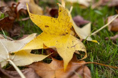 Düşen akçaağaç yaprağının güzel dokusuna yakından bakınca Doğal bir doku ortaya çıkıyor.