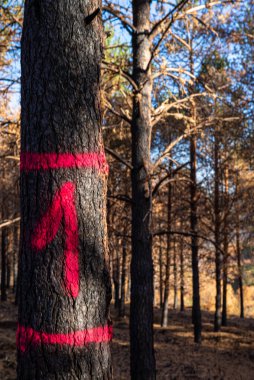 Bir orman yangınından sonraki yön ve kurtarma planının sembolü Ormana Dönüş Yolu