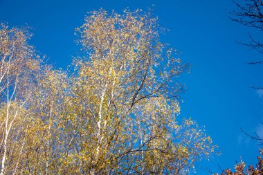 Altın yaprakları olan bir huş ağacı güneşte parlıyor mavi gökyüzüne karşı Sonbaharın İhtişamı