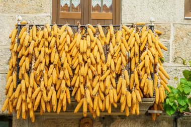 Geleneksel güneşte mısır kurutma yöntemi