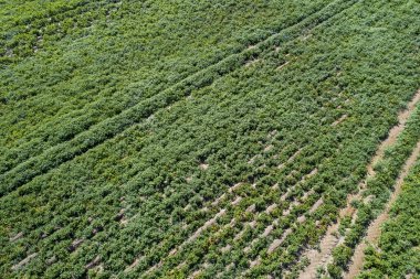 Çiftlik Saflarında İHA Çekimi Gıda Endüstrisi Konsepti