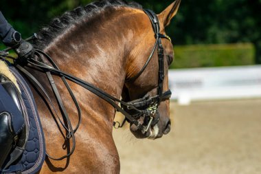 Örülmüş at yelesi Zarafet kavramı