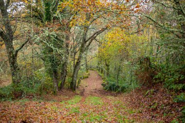 Couto Mixto Antik Meşe Ağaçları Zaman kavramı