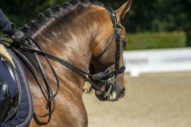 Örülmüş at yelesi Zarafet kavramı