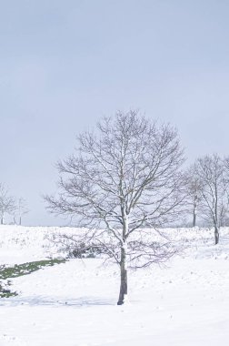 Solgun Gök 'e Karşı Asgari Karlı Yaprak Ağaç Dayanıklılık Konsepti