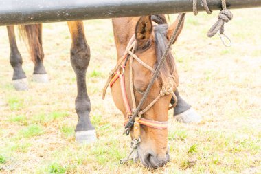 Hayvan Başı Otlatan İp ve Halter Hayvanlarıyla Bağlandı