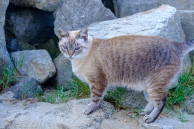Doğada vahşi kedi portresi Bağımsızlık kavramı