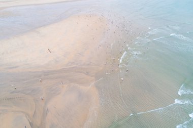 Deniz kıyısındaki kuşların havadan görünüşü Doğa Konsepti