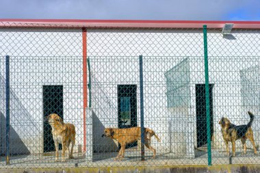 Köpekler kafeste evlat edinilmeyi bekliyor. Terk Edilme Konsepti.